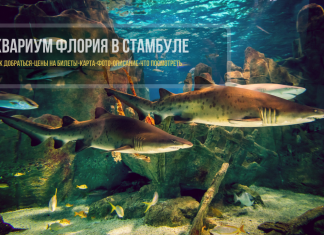 Аквариум Флория в Стамбуле